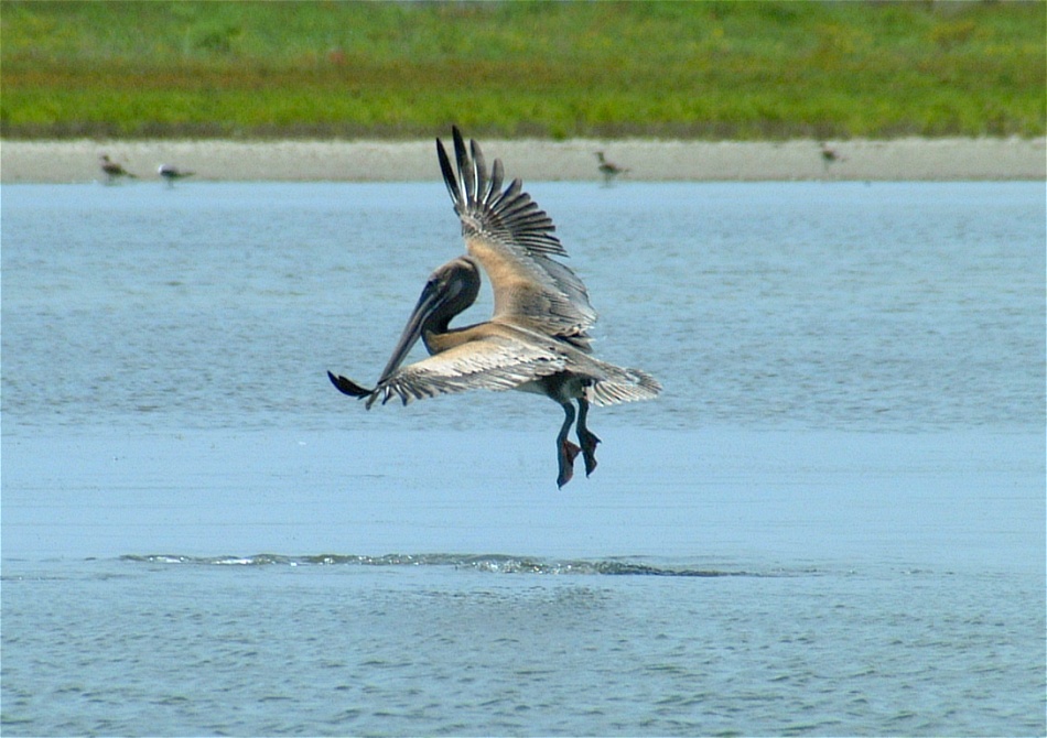 (09) Dscf2121 (pelican).jpg   (950x670)   204 Kb                                    Click to display next picture